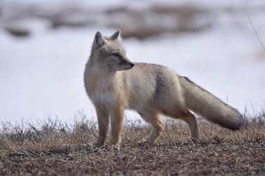 Korsak ya da bozkır Tilkisi (Vulpes corsac), köpek familyasından yırtıcı bir memeli türü. Korsak sıradan bir Tilki 'ye benziyor ama gözle görülür derecede küçük..