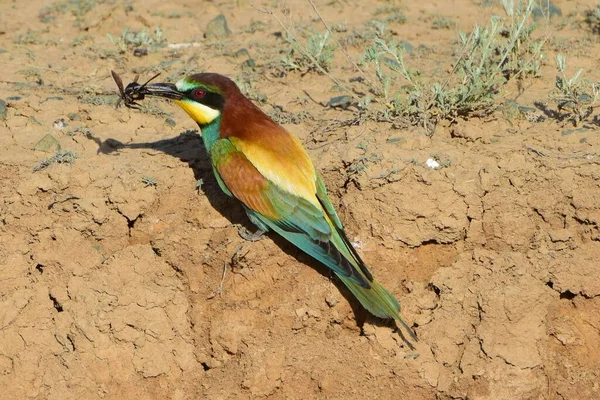 The Golden Pipit (Merops apiaster) sits on the ground on a summer day with its prey in its beak. A bird of the schurkov family (Meropidae). The Meropidae) or bee-eater is the most brightly colored bird in Europe.