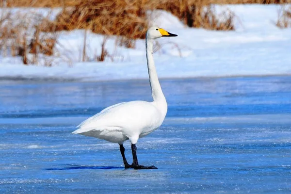 Whooper swan (Cygnus cygnus) arrived at the lake in early spring. In the spring there is snow on the lake. Waterfowl from the duck family.Vesnoy na ozere sneg. Vodoplavayushchiye ptitsy iz semeystva utinykh.