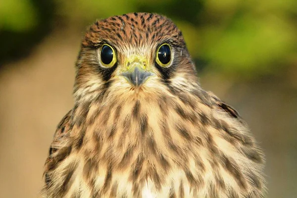 Falco Tinnunculus Falco Tinnunculus Atmacagiller Falco Familyasından Bir Kuş Türü — Stok fotoğraf