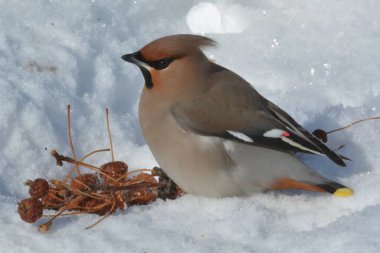 Cırcır böcekleri (