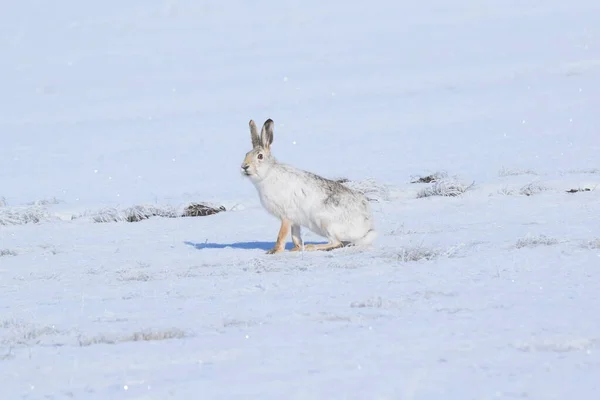 Tolajský Zajíc Lepus Tolai Sedí Dubnu Sněhu Jaře Stepi Sníh Royalty Free Stock Obrázky
