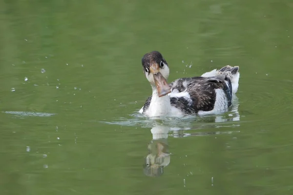 Peganka Atayka Tadorna Tadorna Large Beautiful Waterfowl Duck Family Swims — Stock Photo, Image