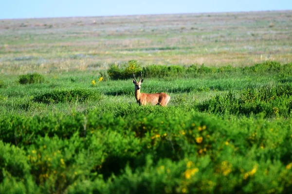 Siberian Roe Deer Caprelus Pygrgus Stands Beautifully Summer Green Steppe — Stock Photo, Image