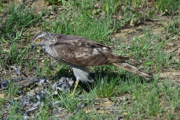 Σπάροουχωκ Μικρό Γεράκι Accipiter Nisus Ένα Μικρό Φτερωτό Αρπακτικό Θήραμα — Φωτογραφία Αρχείου