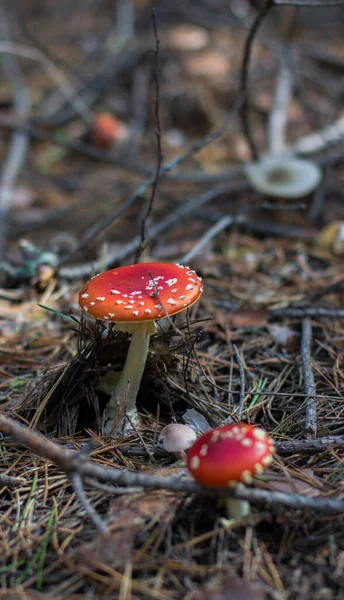 Poisonous mushrooms in a pine forest