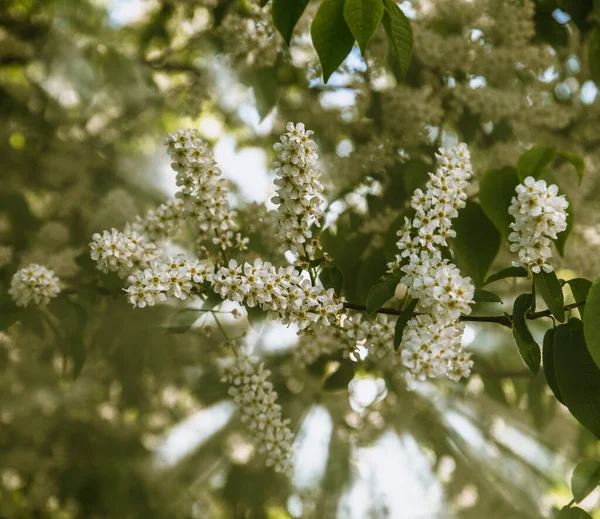 Flowering branches of white bird cherry