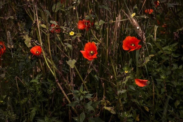 Nyári Mező Vörös Mákokkal Élénk Piros Virágzó Mák Természetes Fényben — Stock Fotó