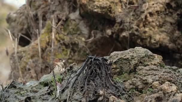 Two Birds Bathing Puddle Water — Stock Video