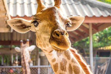 Zürafa portresi. Zürafa bana bakıyor..
