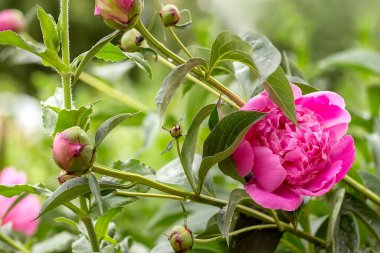 Pembe şakayık çiçekleri bulanık çiçek, şakayık tomurcukları ve yaprakların arka planında çiçek açar.