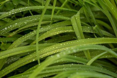 Yeşil çimenlerin üzerine çiy damlaları düşer. Yağmur damlalarında çayır otu, doğa bilimi. Ekoloji, Dünya Günü, temiz su koruma kavramı