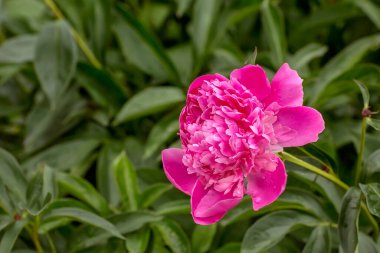 Pembe şakayık çiçekleri bulanık çiçek ve yaprakların arka planında çiçek açar.