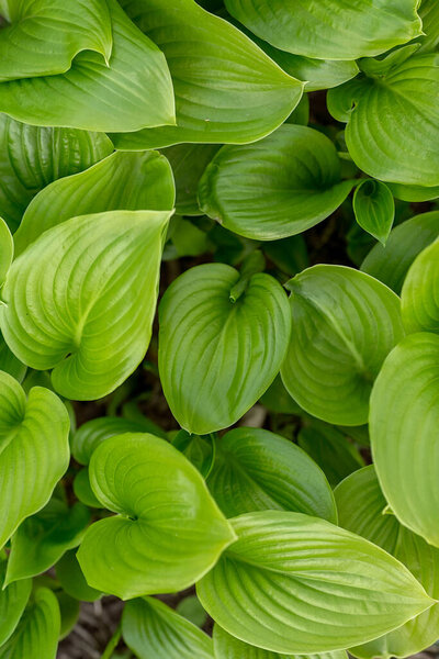 Background with leaves of hosts. Beautiful green natural texture.