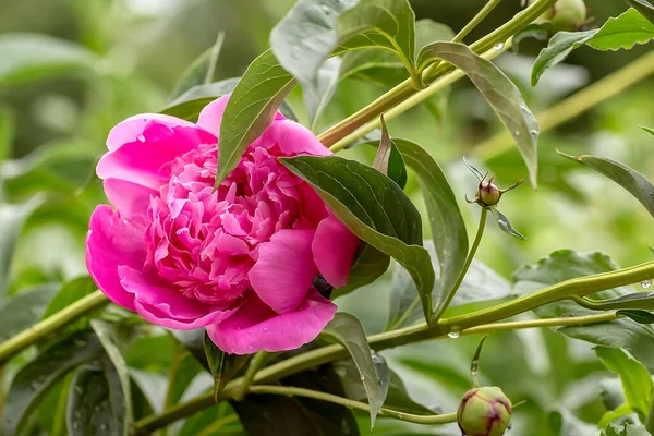 Pink peony flower blooms against a background of blurred flowers, peony buds and leaves