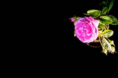 Pembe çay gülünün bir dalı. Karanlık arka plan. Metni küçük bir buket pembe çay gülünün yanına koy. Pembe güllük.