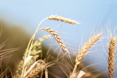 Çavdar, buğday. Buğday ve çavdar tarlası. Altın doğa. Parlak güneş ışığı altında kırsal manzaralar. Olgunlaşmış çavdar ve buğday kulakları. Zengin hasat konsepti. Seçici odaklanma. Bulanık etkisi