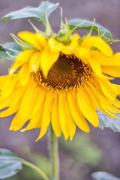 Sunflowers against a clear blue sky. Landscape of a sunflower field. View of the sunflower field. Sunflower flowers close-up. Selective focus.