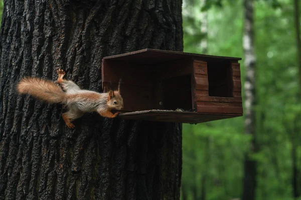 Çam ağacındaki sincap. Vahşi hayvanlar. nesli tükenmekte olan türler.