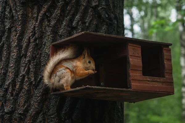 Kleines Eichhörnchen Frisst Futter Futterhäuschen Wald — Stockfoto