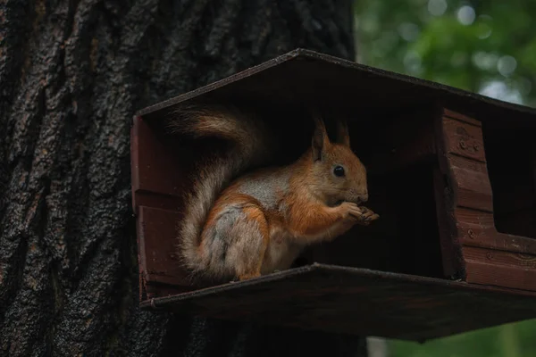 Kleines Eichhörnchen Frisst Futter Futterhäuschen Wald — Stockfoto