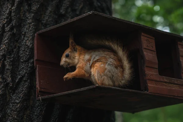 Muhteşem kuyruklu tüylü kırmızı bir sincap ahşap bir besleyicide oturur ve tohumları yer.