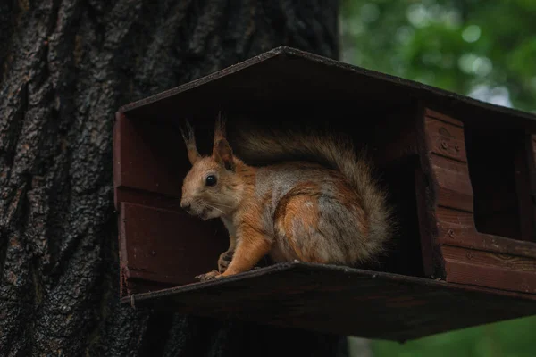 Rotes Eichhörnchen Holzfutterhäuschen Auf Einem Baum Park — Stockfoto