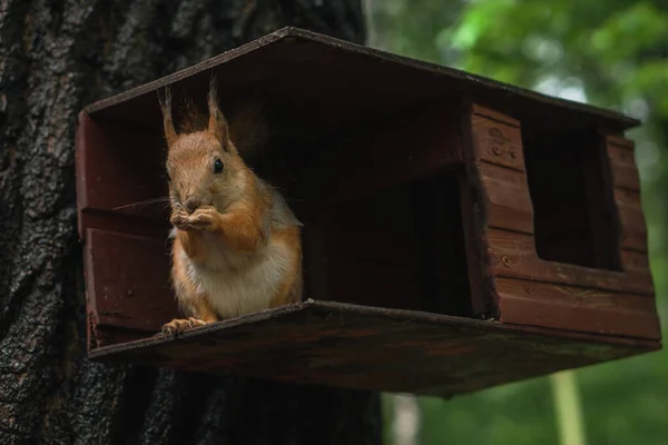 Sincap yemlikte tohum yer.