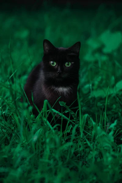Black Cat Green Eyes Sits Grass Cat Hunts — Stock Photo, Image