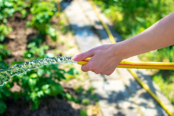 Wanita muda menyirami taman dan kebun. Mengairi tanaman dari selang taman. Tuang vegetasi hijau, semprotan air. Sisi tampilan. Menutup pandangan tangan perempuan memegang selang air. — Stok Foto