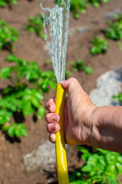 Elderly woman watering the garden with hose. Close-up of an elderly hand on a background of beds. Watering the garden beds. Top down view. Selective focus.