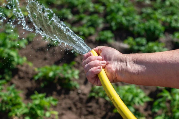 Yaşlı kadınlar ellerinde su ve sulama bitkileriyle sarı bir bahçe hortumu tutuyorlar. Yakın çekim, seçici odaklanma