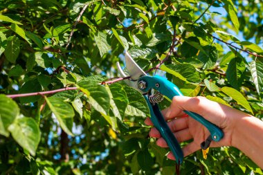 Bir kadının eli bir erik ağacını bahçe makası ile keser. Bahçedeki bitkilerin bakımı. Seçici odak