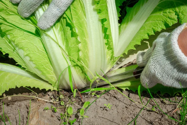 Hasat sırasında bahçede olgun sulu Pekin lahanası. Kapatın. Lahana yetiştiriyorum.