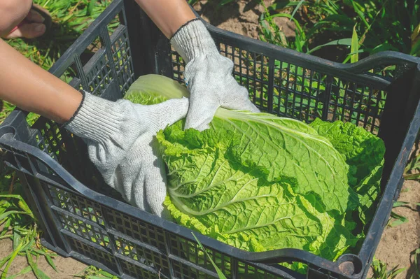 Tangan Wanita Muda Menaruh Kubis Daun Segar Dalam Wadah Plastik — Stok Foto