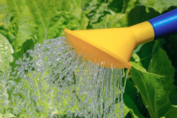 Çin lahanasından yapılmış bir yatağın yakın çekimi. Su kutusundan sulandırılmış. Seçici odak