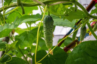 Bir seradaki çalıların üzerinde büyüyen genç yeşil salatalık. Yakın çekim.