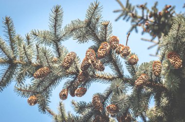 Üzerinde kozalaklar büyüyen bir ladin dalı. Yukarı bak, soğuk vintage tonlama