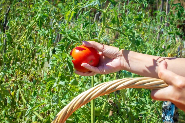 Memanen tomat merah matang. Wanita muda pekerja pertanian dengan keranjang wicker — Stok Foto