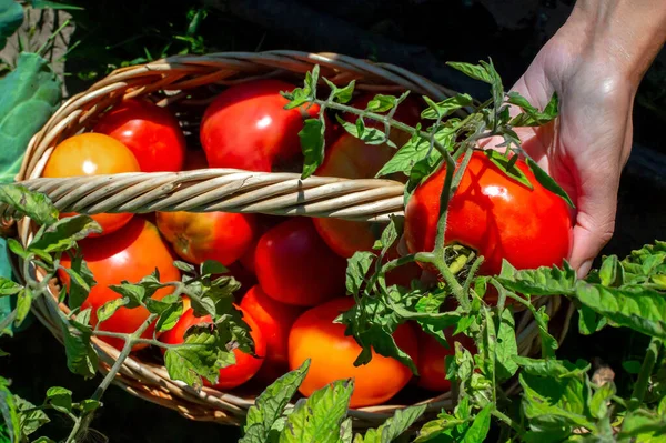 Ansicht von oben. Tomatenernte im Korb. Junge Landarbeiterin mit Korb, der frische reife Bio-Tomaten pflückt. Treibhausgase. Filmkorn — Stockfoto