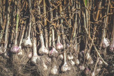 Taze sarımsak arkaplanı. Sarımsak ekme işlemi. Kurutulmuş sarımsağın üst görüntüsü. Kırsal bağlama tonu.
