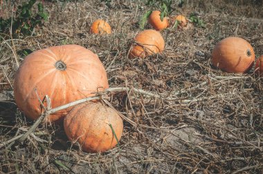 Bir balkabağı güneşli bir günde açık bir arazide uzanıyor. Sonbahar hasadı.
