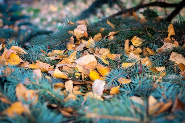 Hojas de álamo amarillo sobre abeto azul. Colores de otoño brillantes. Fondo de otoño, caída de hojas. Profundidad superficial del campo. — Foto de Stock