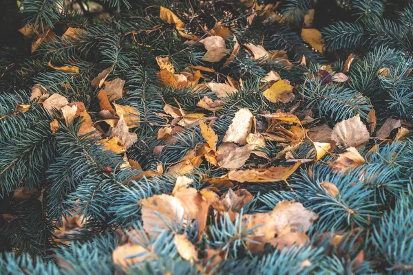 Una rama de un abeto azul está cubierta con hojas amarillas caídas. Fondo otoño octubre. Tintado vintage, enfoque selectivo. — Foto de Stock