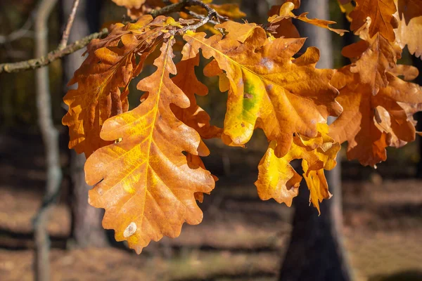 Hojas de roble naranja brillante de cerca. Vista de otoño. Enfoque selectivo — Foto de Stock