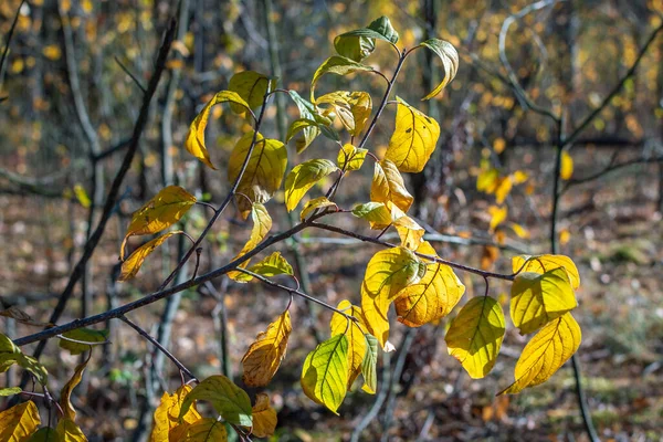 Yellowing autumn leaves on thin branches of a young tree in the forest. Autumn time, leaf fall. Selective focus.