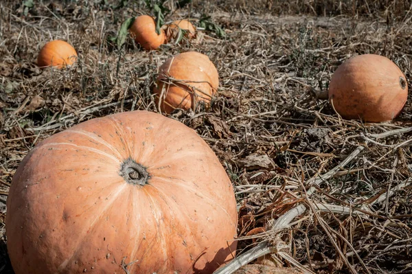 Sebze bahçesinde olgun portakal kabakları. Balkabağı çiftliği. Balkabağım hasat edilmeye hazır. Bahçede sonbahar manzarası