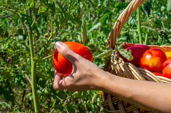 Wanita muda tangan merobek off juicy tomat dan melipatnya ke keranjang wicker. Tomat merah matang tumbuh di taman. — Stok Foto