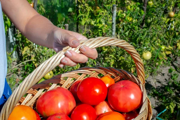 Rote reife saftige Tomaten im Weidenkorb. Hände einer jungen Frau, die den Korb mit Tomaten hält. — Stockfoto