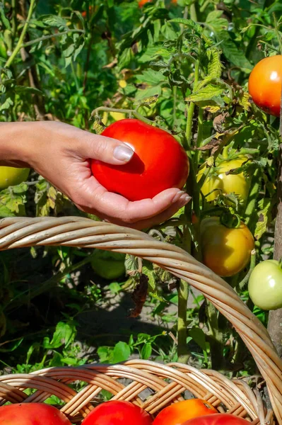 Junge Frauen halten eine frische, reife rote Tomate in der Hand, die von einem Strauch gepflückt wird. Tomaten werden bei der Ernte in einen Weidenkorb gefaltet. — Stockfoto